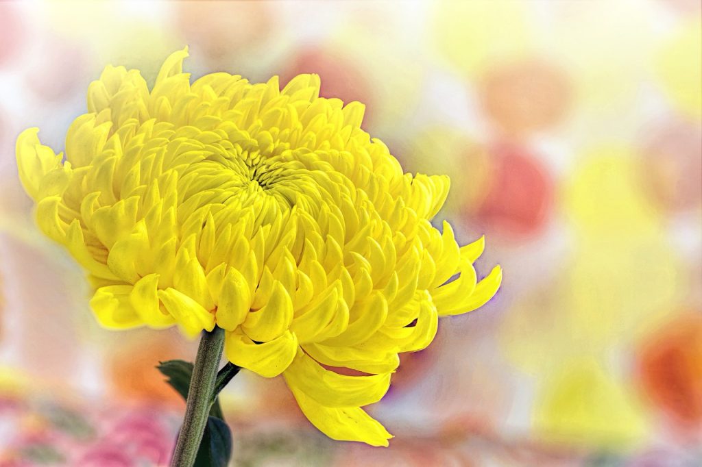 黄色い菊の画像